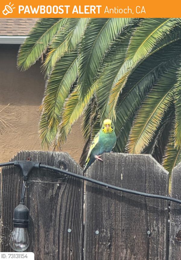 Found/Stray Unknown Bird last seen Mountaire Dr, Antioch, CA 94509
