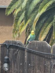 Found/Stray Unknown Bird last seen Mountaire Dr, Antioch, CA 94509
