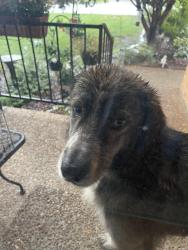 Found/Stray Unknown Dog last seen Lake Terrace and Castlegate, Nashville, TN 37217