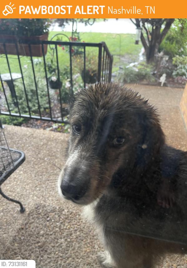 Found/Stray Unknown Dog last seen Lake Terrace and Castlegate, Nashville, TN 37217