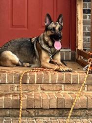 Reunited Female Dog last seen Granite Quarry, NC 28146, USA, Granite Quarry, NC 28146