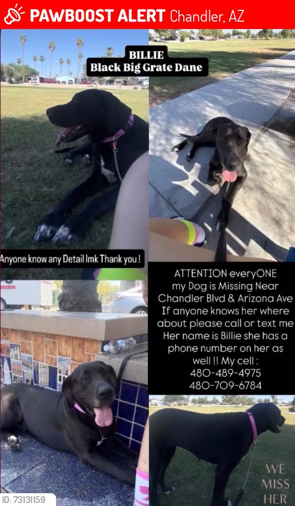 Lost Female Dog last seen By downtown chandler, Chandler, AZ 85224