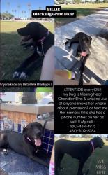 Lost Female Dog last seen By downtown chandler, Chandler, AZ 85224