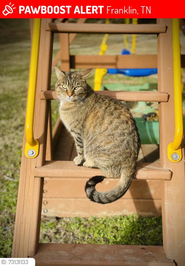 Lost Female Cat last seen New Highway 96 W and Old Hillsboro, Franklin, TN 37064