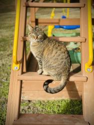 Lost Female Cat last seen New Highway 96 W and Old Hillsboro, Franklin, TN 37064