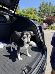 Reunited Female Dog last seen 203rd st sw, near Jaguar dealership, Lynnwood, WA 98036