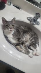 Lost Male Cat last seen Koch Rd, O'Fallon, MO 63366
