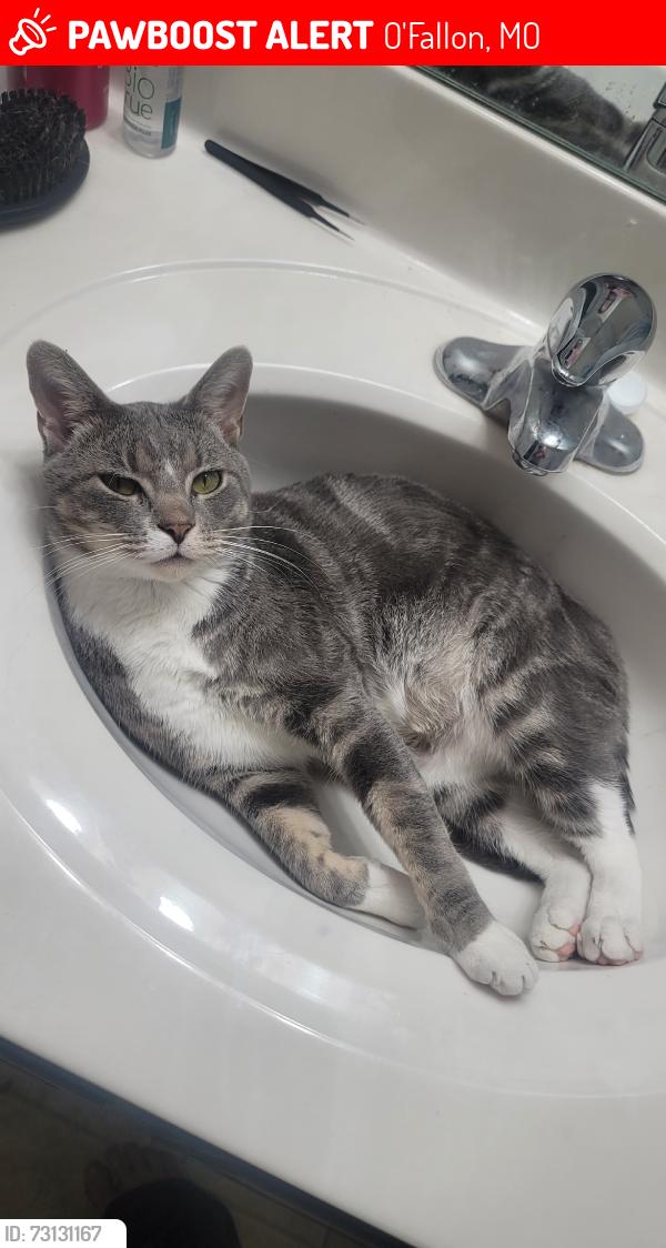 Lost Male Cat last seen Koch Rd, O'Fallon, MO 63366