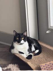 Reunited Male Cat last seen Churchill Way and Park Central Drive, Dallas, TX 75251