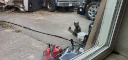 Found/Stray Unknown Cat last seen 130a street and 108 ave, Surrey, BC V3T 2J2