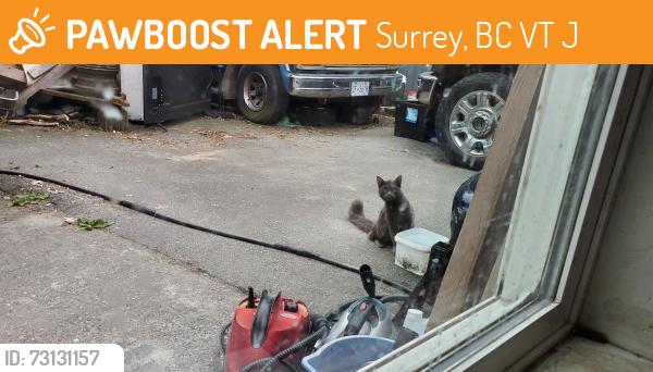 Found/Stray Unknown Cat last seen 130a street and 108 ave, Surrey, BC V3T 2J2