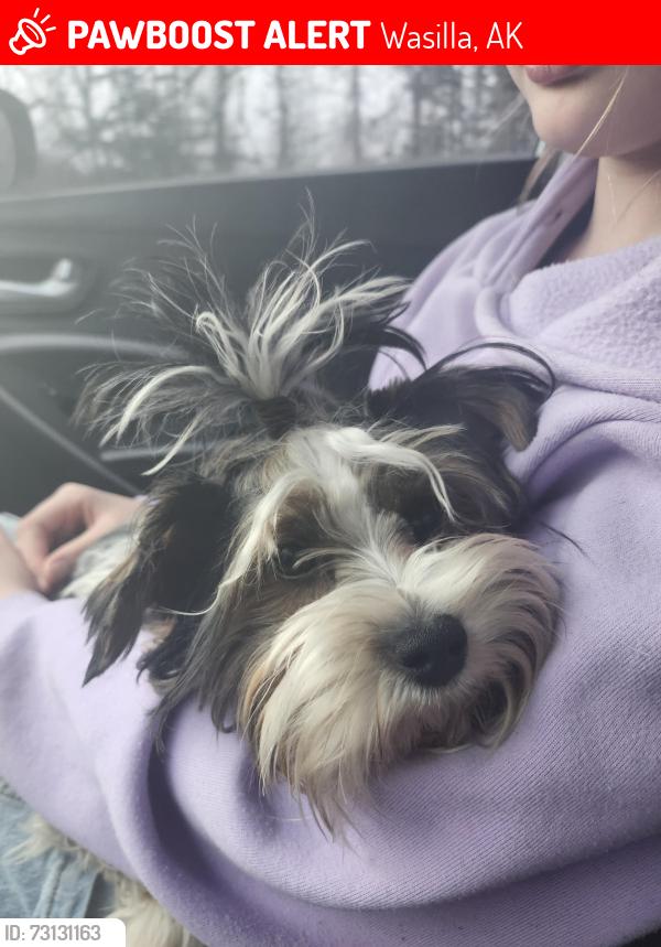 Lost Male Dog last seen Treasure st, Wasilla, AK 99654