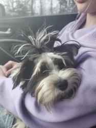 Lost Male Dog last seen Treasure st, Wasilla, AK 99654