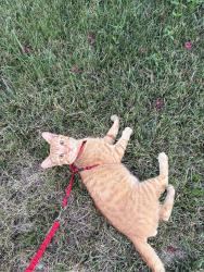 Reunited Male Cat last seen On the Bend of Pamela Rd, Richmond, VA 23229