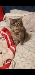 Lost Male Cat last seen Eagle Crossing St, Las Vegas, NV 89130, near the postal office on Azure, Las Vegas, NV 89130