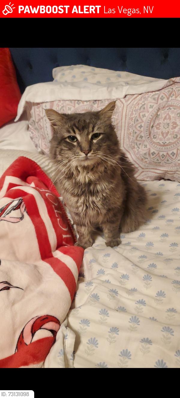 Lost Male Cat last seen Eagle Crossing St, Las Vegas, NV 89130, near the postal office on Azure, Las Vegas, NV 89130