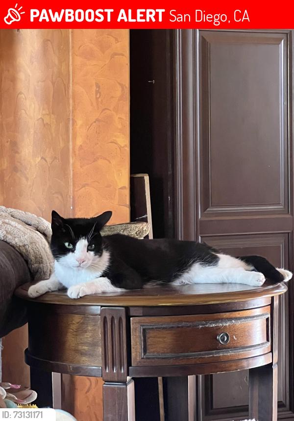 Lost Male Cat last seen Vista & Madison, San Diego, CA 92116