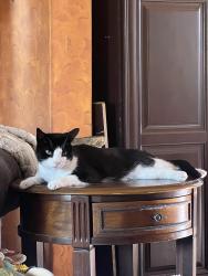 Lost Male Cat last seen Vista & Madison, San Diego, CA 92116