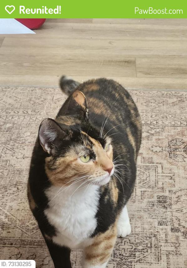 Reunited Female Cat last seen Moonlight Glen, Escondido, CA 92026