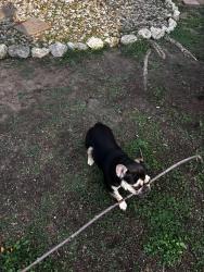 Lost Male Dog last seen Near Chaparral Creek Drive, Fort Worth, TX 76123