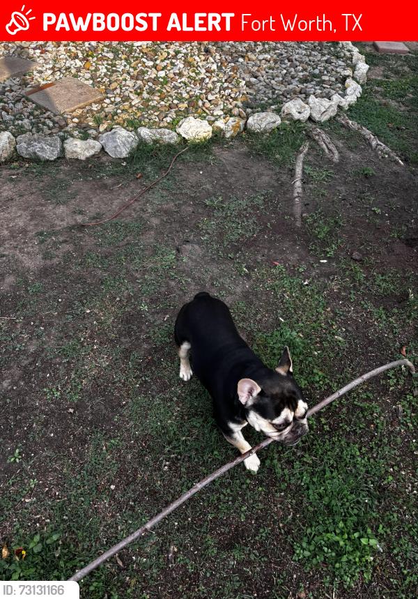 Lost Male Dog last seen Near Chaparral Creek Drive, Fort Worth, TX 76123
