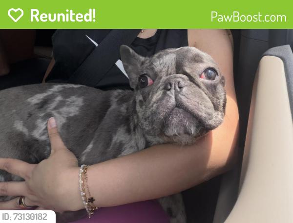 Reunited Male Dog last seen Coosawattee Rome ga, Rome, GA 30165