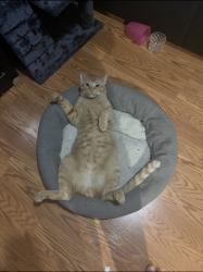 Reunited Male Cat last seen Near Dartington Hall St, Henderson, NV 89011, USA, Henderson, NV 89011