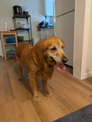 Reunited Female Dog last seen Near E 10th Street, Austin, TX 78702