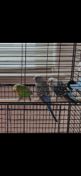 Reunited Male Bird last seen Rivermark plaza, Santa Clara, CA 95054