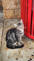 Found/Stray Unknown Cat last seen Outside Travel Center of America, Warfield, VA 23889