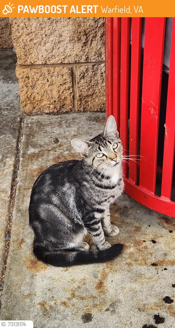 Found/Stray Unknown Cat last seen Outside Travel Center of America, Warfield, VA 23889