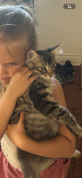 Lost Male Cat last seen Baseline and 7th Ave, Phoenix, AZ 85041