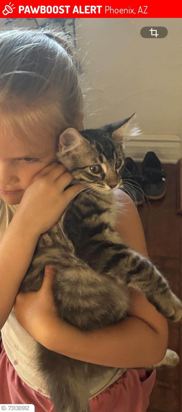 Lost Male Cat last seen Baseline and 7th Ave, Phoenix, AZ 85041