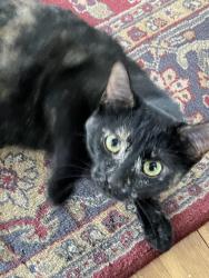 Lost Female Cat last seen Arthur between Athens and Madison, Lakewood, OH 44107