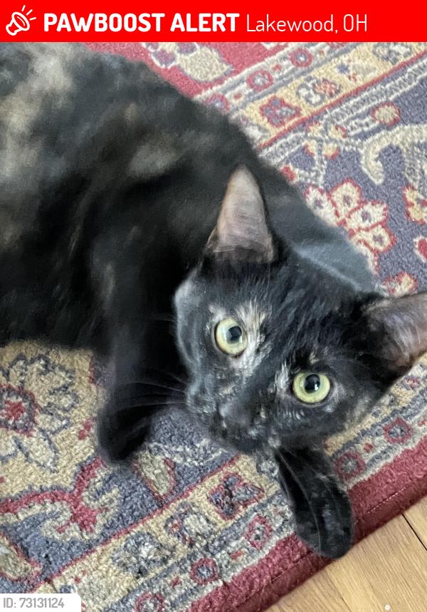 Lost Female Cat last seen Arthur between Athens and Madison, Lakewood, OH 44107