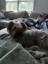Reunited Male Dog last seen Speedway gas station, Raeford, NC 28376