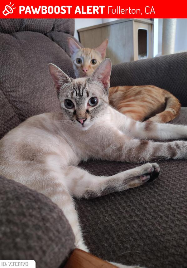Lost Female Cat last seen Orangethorpe and Brookhurst, Fullerton, CA 92833