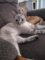 Lost Female Cat last seen Orangethorpe and Brookhurst, Fullerton, CA 92833