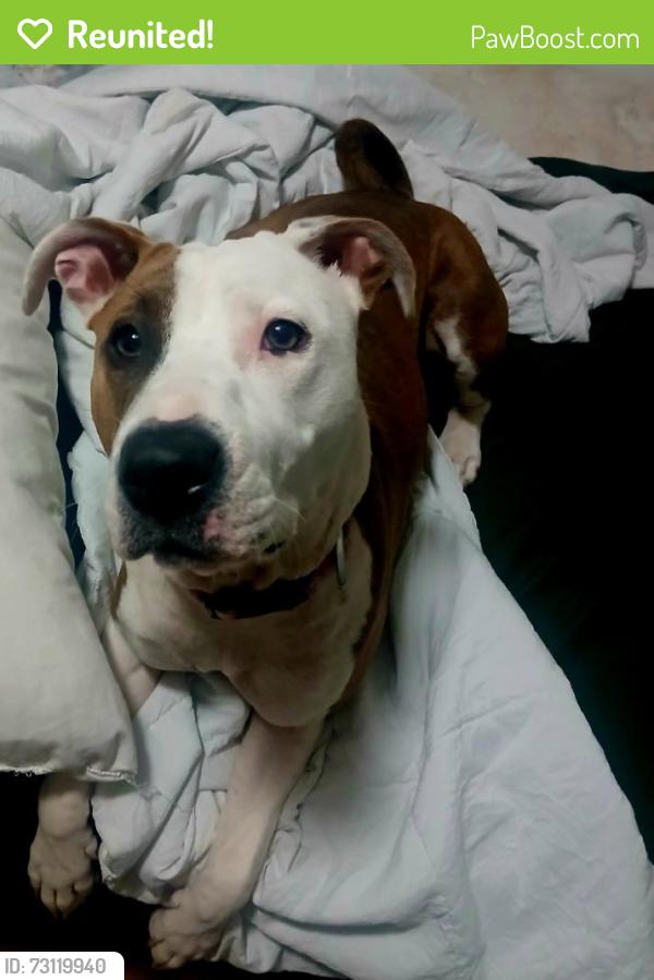 Reunited Female Dog last seen Near SW 28th St, Oklahoma City, OK 73108, USA, Oklahoma City, OK 73108