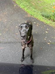 Reunited Female Dog last seen Azalea Dr., Buncombe County, NC 28787
