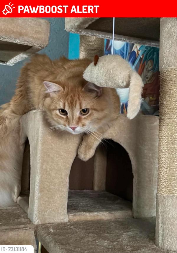 Lost Male Cat last seen Walmart,Bunch of fastfood, West Chester Township, OH 45069