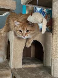 Lost Male Cat last seen Walmart,Bunch of fastfood, West Chester Township, OH 45069