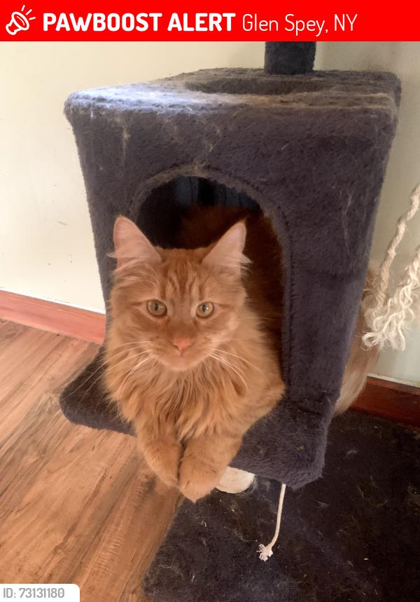 Lost Male Cat last seen Hallenbache, Glen Spey, NY 12737