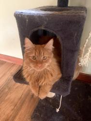 Lost Male Cat last seen Hallenbache, Glen Spey, NY 12737