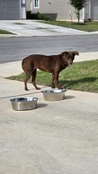 Found/Stray Female Dog last seen Beebrush Saddle, Winding Brook Neighborhood, San Antonio, TX 78253