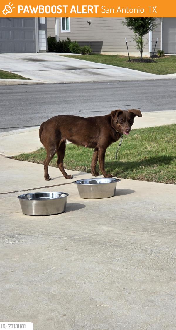 Found/Stray Female Dog last seen Beebrush Saddle, Winding Brook Neighborhood, San Antonio, TX 78253