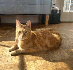 Lost Male Cat last seen Stoneybrook Way and Cooper Lake, Mableton, GA 30126