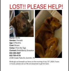 Reunited Female Dog last seen Corinth parkway and creek falls Dr, Corinth, TX 76208