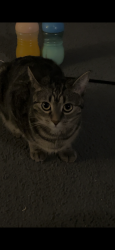 Lost Female Cat last seen Aurora Toddler Park, Edmonton, AB T6X 2E4