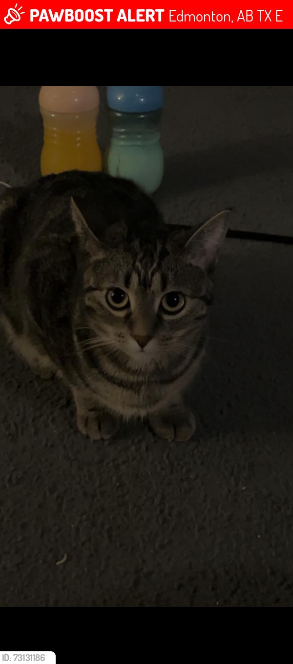 Lost Female Cat last seen Aurora Toddler Park, Edmonton, AB T6X 2E4